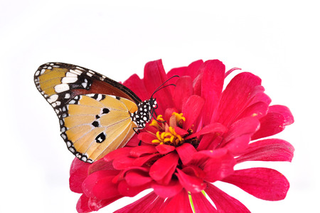 Plain Tiger butterfly on a red flower on white backgroundの写真素材
