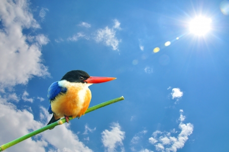 Colorful Bird  Black-capped Kingfisher  の写真素材