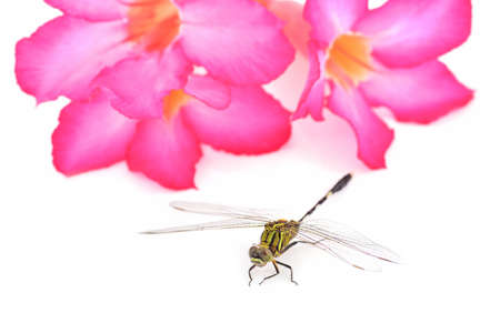dragonfly macro and flowerの写真素材