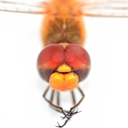 Dragon fly face close-up の写真素材