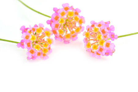 Lantana Flowers camara, Fresh Flowers isolatedの写真素材