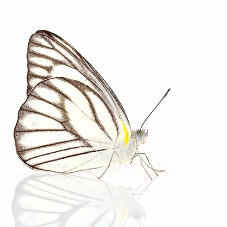 White butterfly isolated on whiteの写真素材