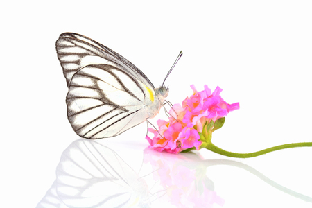 White butterfly and colorful flower isolated on whiteの写真素材