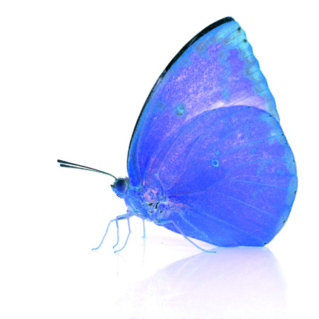Beautiful Blue butterfly isolated on white background