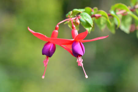 A fuchsia blossoming outdoors