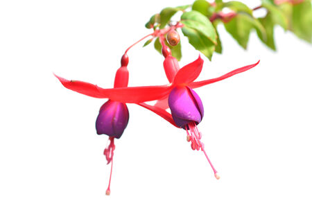 Beautiful Fuchsia flowers isolated on white background 