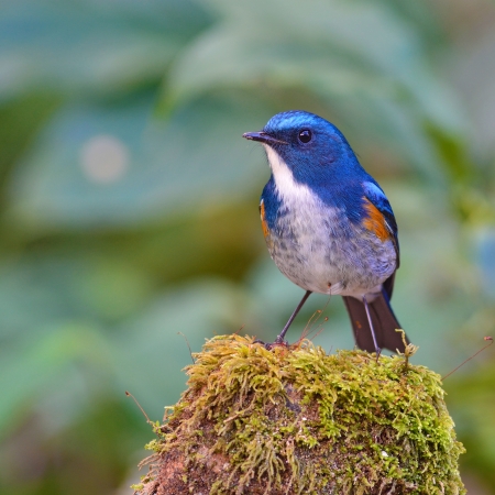 Beautiful  blue bird, male Himalayan Bluetail (Tarsiger rufilatus)の写真素材