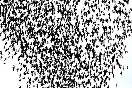 bird flying on white backgroundの写真素材