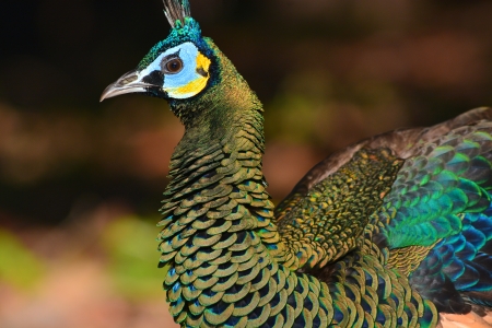 Green Peafowl closeupの写真素材