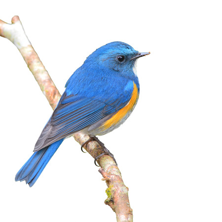 Blue bird, male Himalayan Bluetail (Tarsiger rufilatus) on a branch, isolated on a white backgroundの写真素材