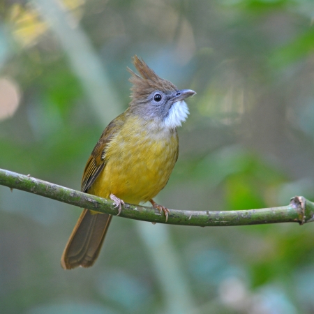 Beautiful puff-throated bulbul bird (Criniger pallidus) on branchの写真素材