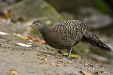 Grey Peacock-Pheasant bird, Burmese Peacock-Pheasant (Polyplectron bicalcaratum) on nature