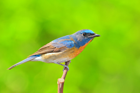 beautiful blue bird, Chinese Blue Flycatcher bird (Cyornis glaucicomans) perching on a branchの写真素材