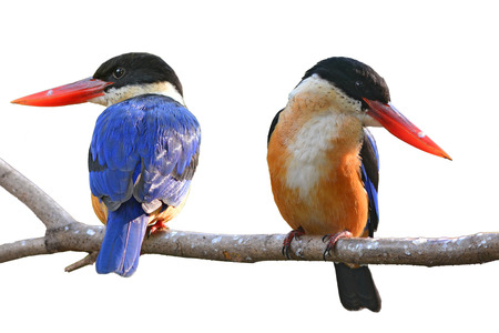 Couple of Kingfisher Bird (Black-capped Kingfisher) perching on a branch, white backgroundの写真素材