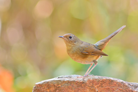 Brown bird, female of White-bellied Redstart (Hodgsonius phaenicuroides), standing on the rock の写真素材