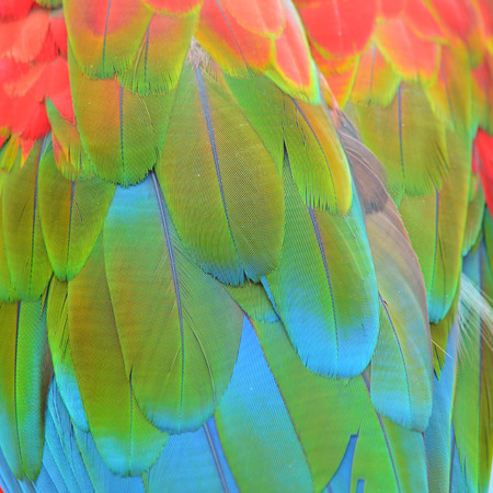 Multicolored feathers, Scarlet Macaw feathers  textureの写真素材