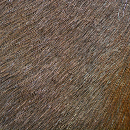 Skin of horses backgroundの写真素材