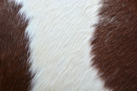 Skin of horses background