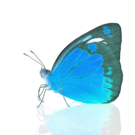 Blue Butterfly isolated on white backgroundの写真素材
