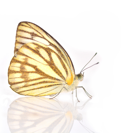 White and Yellow Butterfly (Cepora nerissa, Common Gull) isolated on white の写真素材