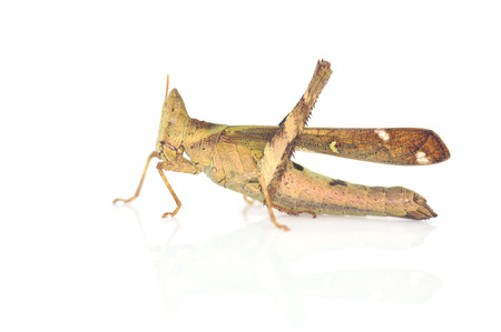 Grasshopper isolated in front of white backgroundの写真素材