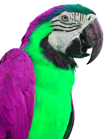 Green and pink macaw parrot closeup, white background