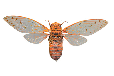 Cicada isolated on white background
