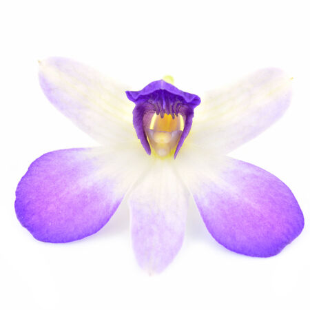 Beautiful purple orchid flower isolated on white backgroundの写真素材