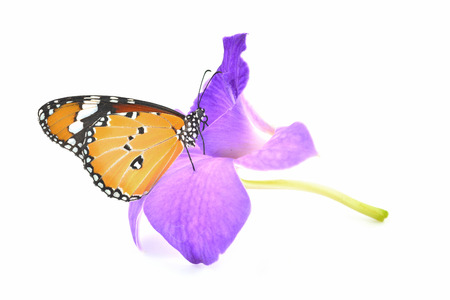 beautiful yellow butterfly on orchid flower isolated on white backgroundの写真素材