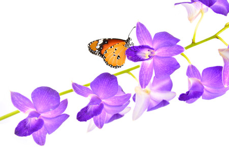 beautiful yellow butterfly on orchid flower isolated on white backgroundの写真素材