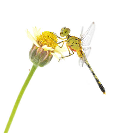Dragonfly on flower isolated on white background の写真素材