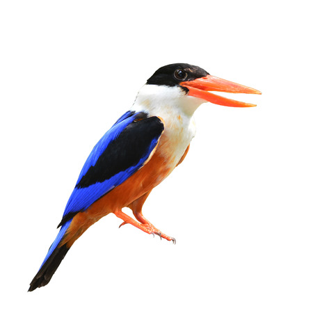 Colorful Bird (Black-capped Kingfisher) standing on the stump, breast profileの写真素材