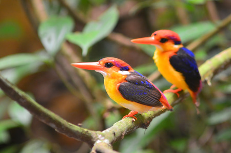 Colorful Kingfisher bird, Black-backed Kingfisher stick together on the branch  (ceyx erithacus) の写真素材