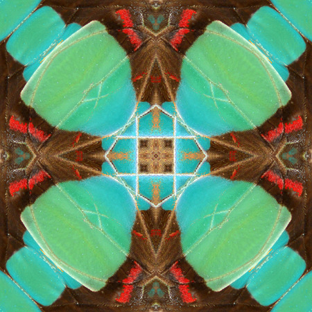 Beautiful seamless pattern made from butterfly wingの写真素材