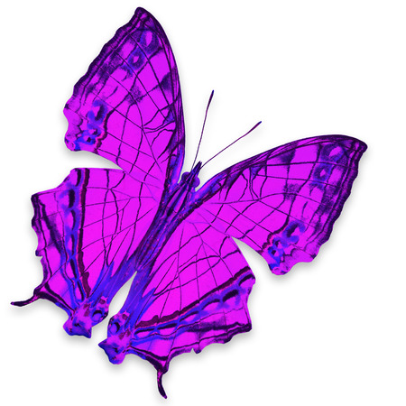 Beautiful purple butterfly, isolated on white background の写真素材