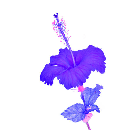 Colorful purple hibiscus flower isolated on a white backgroundの写真素材