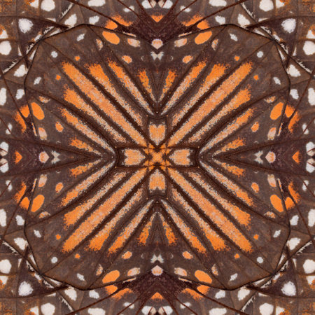 Beautiful seamless pattern made from butterfly wingの写真素材