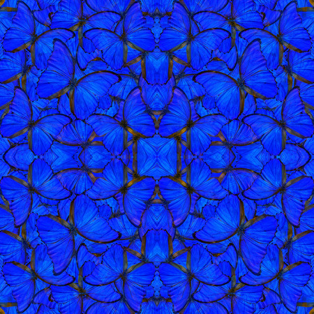 Beautiful seamless pattern made from monarch butterfly wingの写真素材