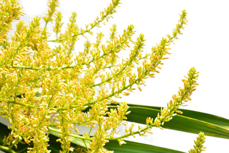 Dracaena loureiri (Ornamental garden plant) flower isolated on white backgroundの写真素材