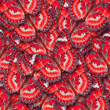 Mix of beautiful red butterflyの写真素材