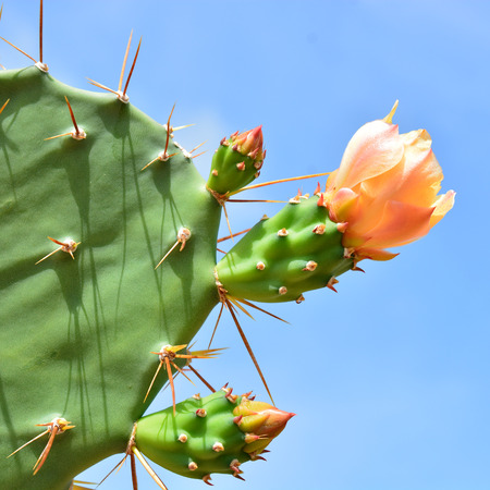Opuntia cactus flowerの写真素材