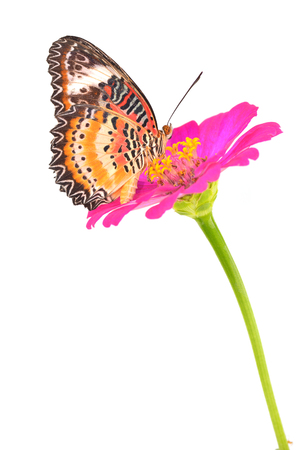 Closeup a beautiful orange butterfly on flower (The Malay Lacewing) の写真素材