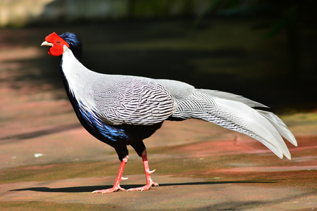 Beautiful Silver Pheasant (Lophura nycthemera) standing on a floor