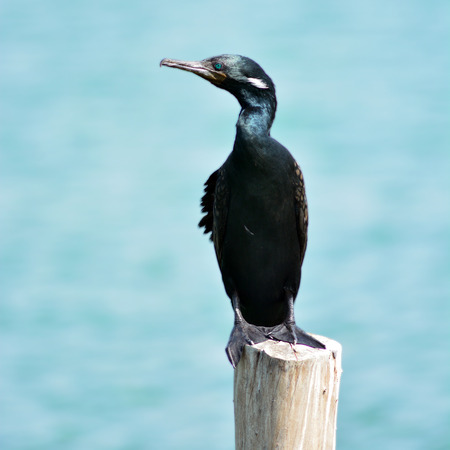 Black bird (Indian Cormorant, Phalacrocorax fuscicollis ) standing on the stumpの写真素材