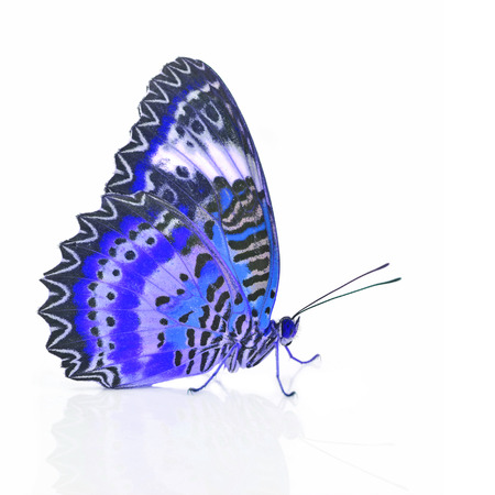 Closeup a beautiful blue butterfly isolated on white background