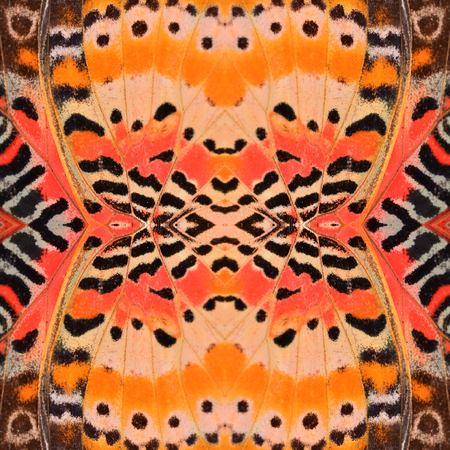 Closeup a beautiful orange butterfly wingの写真素材