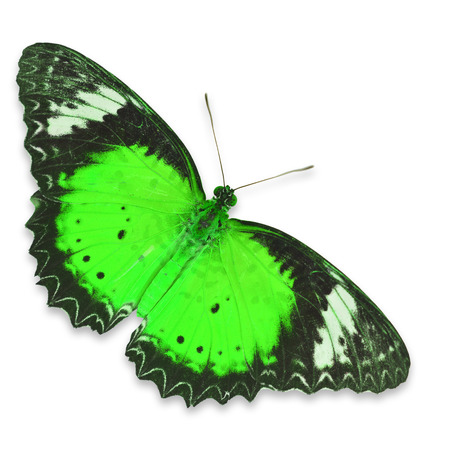 Closeup a beautiful green butterfly isolated on white backgroundの写真素材