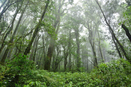 Subtropical forest in Thailandの写真素材