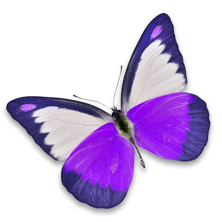 Purple butterfly isolated on white backgroundの写真素材