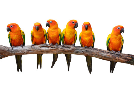 Six of Sun Conure Parrot bird perching on a branch, white 